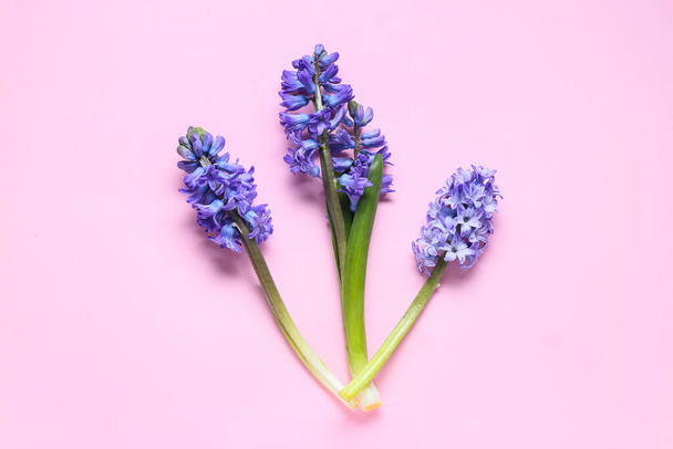 Kék jácintvirág rózsaszín háttér - Fotó, kép
