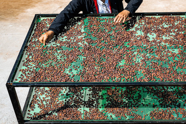 Rolnicy suszą organiczne ziarna kakao w słoneczny dzień - Zdjęcie, obraz