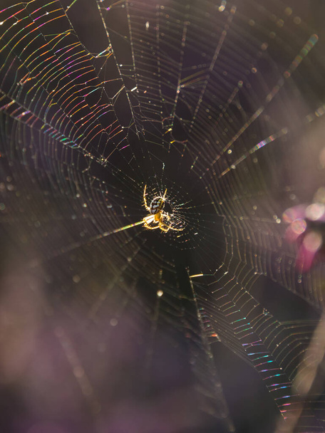  Acalypha Mangora aranha e teia de aranha retroiluminada  - Foto, Imagem