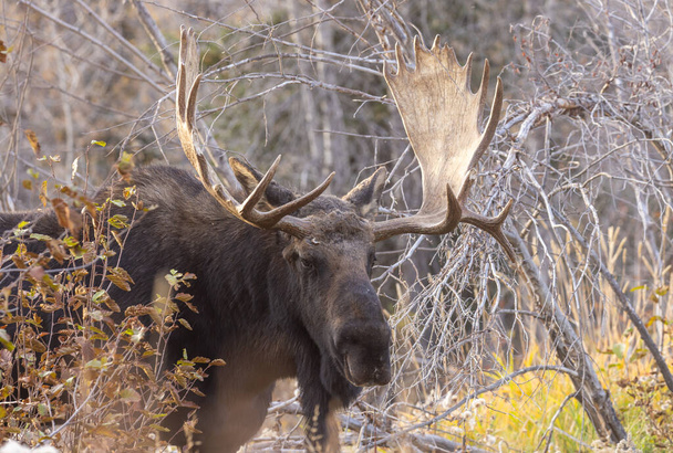 秋にはグランド・トン国立公園ワイオミング州で雄牛のシラスが - 写真・画像