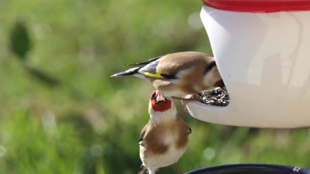 European Goldfinches feeding at a bird table Ireland  - 映像、動画