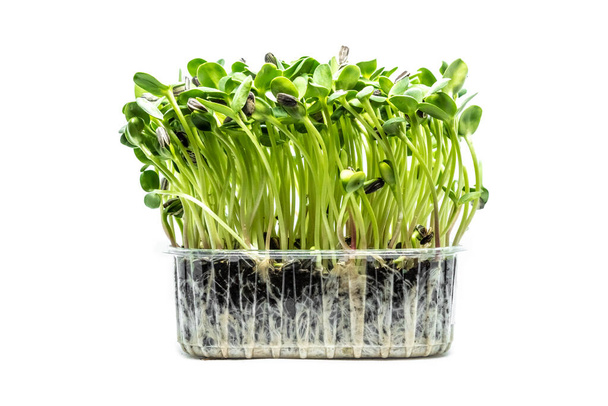 Sunflowers microgreens on white background. Fresh healthy sprouts. Vegan and healthy eating concept. - Zdjęcie, obraz