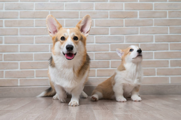 Pembroke corgi mom and puppy on the background of a brick wall. Dog family. - Фото, изображение