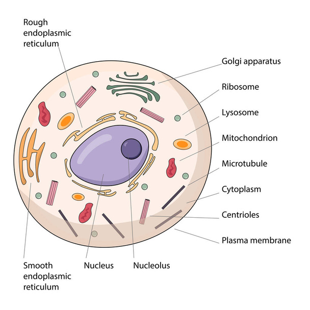 Buněčná anatomie. Struktura zvířecí buňky s vyznačenými částmi. Biologické vektorové ilustrace - Vektor, obrázek
