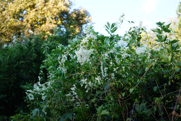 Fallopia é uma planta de escalada perene em rápido crescimento que produz pequenas flores brancas em outubro. Fallopia é um género botânico pertencente à família Asteraceae. Berlim, Alemanha  - Foto, Imagem
