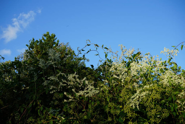 Η Φαλλωπία είναι ένα ταχέως αναπτυσσόμενο πολυετές αναρριχητικό φυτό που παράγει μικρά λευκά άνθη τον Οκτώβριο. Η Φαλλωπία είναι ένα γένος ανθοφόρων φυτών της οικογένειας φαγόπυρου. Βερολίνο, Γερμανία  - Φωτογραφία, εικόνα