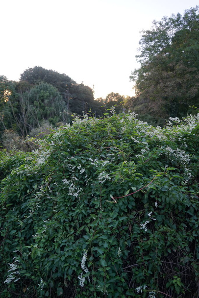 Fallopia ist eine schnell wachsende mehrjährige Kletterpflanze, die im Oktober kleine weiße Blüten hervorbringt. Fallopia ist eine Pflanzengattung aus der Familie der Buchweizengewächse. Berlin, Deutschland  - Foto, Bild