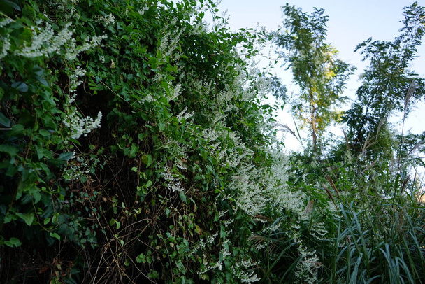 Fallopia jest szybko rosnąca wieloletnia roślina wspinaczkowa, która produkuje małe białe kwiaty w październiku. Fallopia jest rodzajem roślin kwitnących w rodzinie gryki. Berlin, Niemcy  - Zdjęcie, obraz