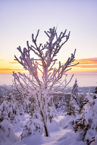 Zimowy krajobraz w górach, pokryte śniegiem drzewa na górskim szlaku turystycznym o zachodzie słońca. - Zdjęcie, obraz