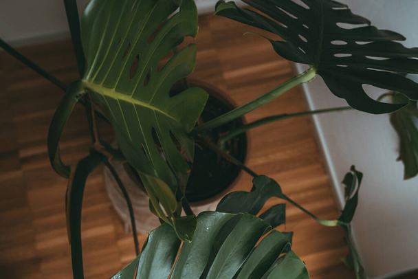 House plant in dark green stands in an apartment - Photo, Image