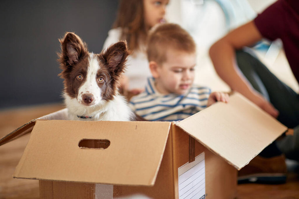 caucasian toddler is playing with a dog, sitting in a cardboard box - Фото, изображение