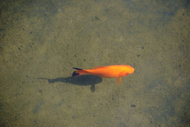 Peixe-vermelho
 - Foto, Imagem
