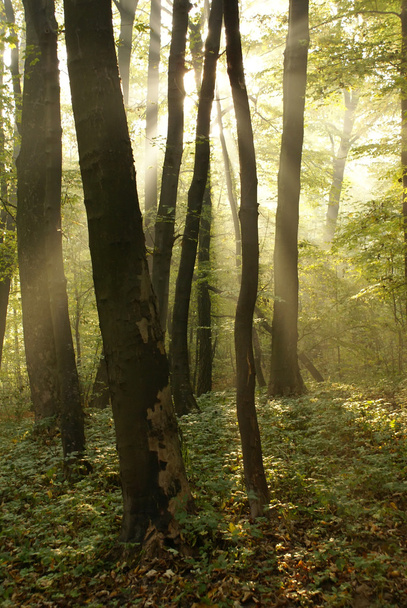 Beechen forest - Φωτογραφία, εικόνα
