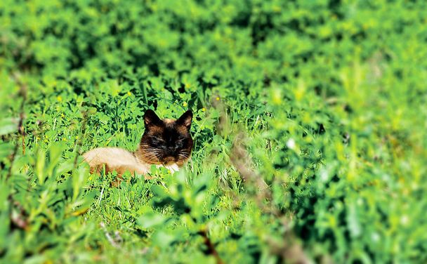 Egy macska a fűben kihasználja a nap melegét. - Fotó, kép