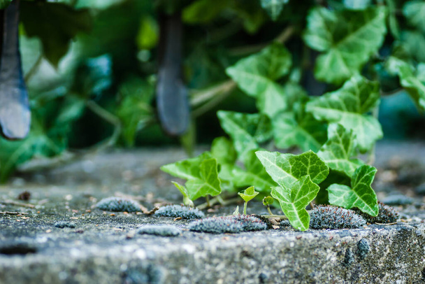 Wild ivy on a wrought iron decorative fence. - Valokuva, kuva
