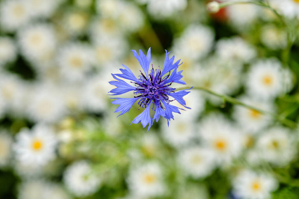 Maissikukkia. Villit siniset kukat kukkivat. Lähemmäs kuva - Valokuva, kuva
