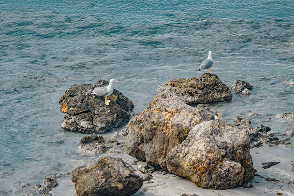 Чайка покоится на скале в море. - Фото, изображение