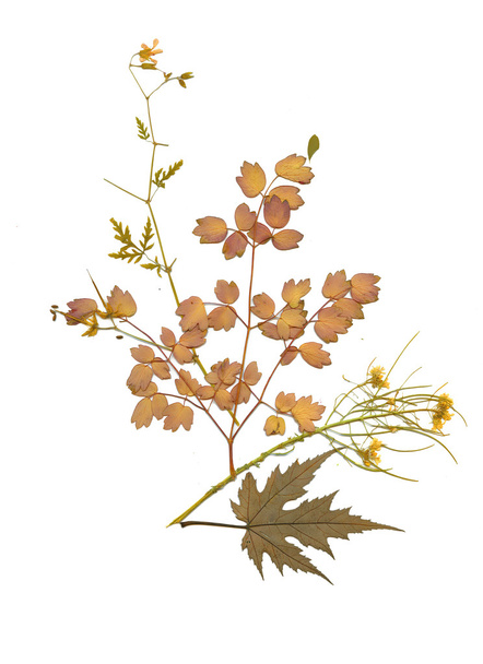 Dry herbarium plants - Фото, зображення