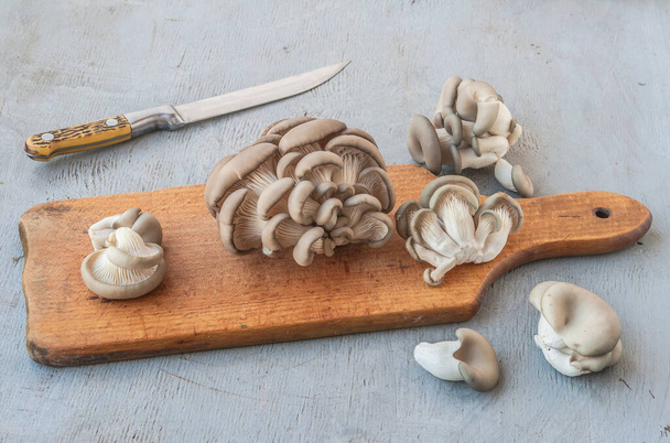 Ein Bündel Austernpilze auf einem grauen Tisch in der Küche  - Foto, Bild