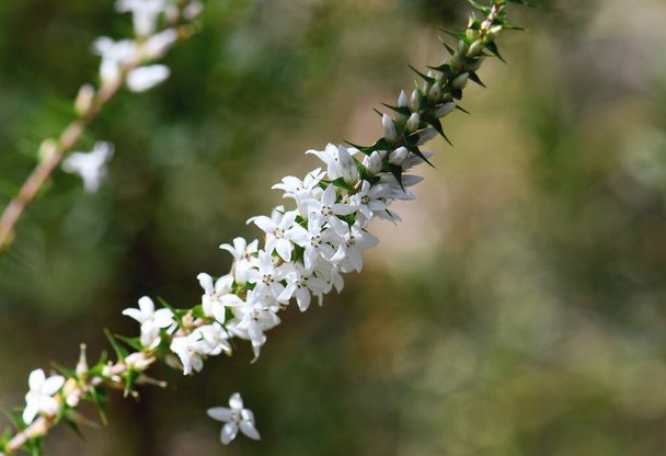 Witte bloemen en knoppen van de Australische Koraalheide, Epacris pulchella, familie Ericaceae, groeiend in het bos, Sydney, Australië. Bloemen van winter tot zomer. Ook wel de Wallum heide genoemd. - Foto, afbeelding