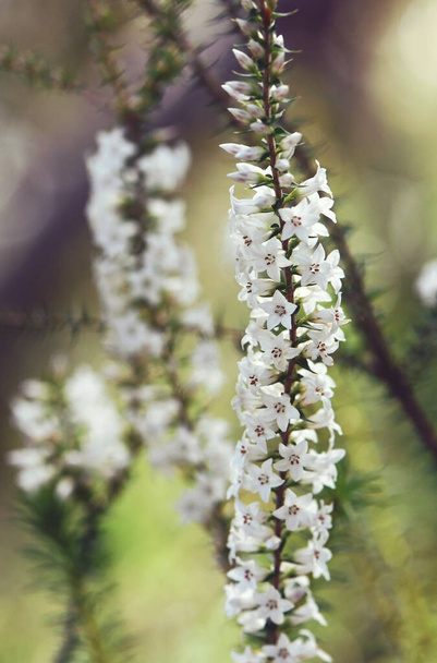 White flowers and buds of the Australian native Coral Heath, Epacris pulchella, family Ericaceae, growing in woodland, Sydney, Australia. Flowers winter to summer. Also called the Wallum heath - Photo, Image