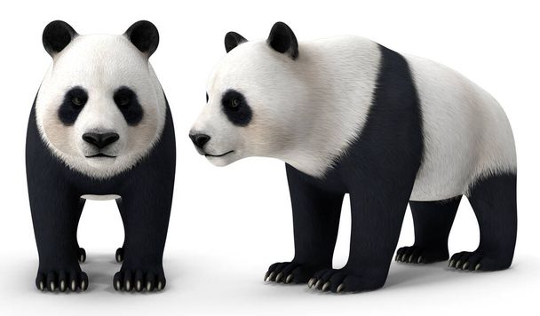 Panda géant pose sur fond isolé rendu 3d - Photo, image
