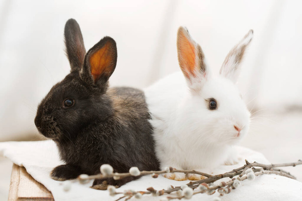 Pair of fluffy rabbits with willow, Easter concept - Photo, Image