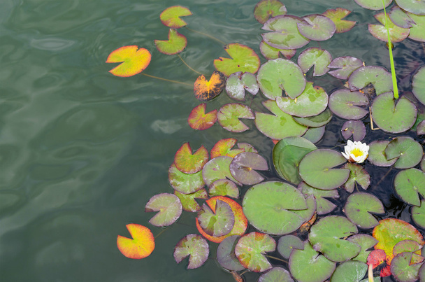 Lilienkissen auf dem Wasser - Foto, Bild