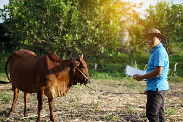 Ветеринар-азиатский мужчина наблюдает и записывает информацию о коровах в Таиланде. Концепция исследования и исследования роста и болезней животных. Развитие сельского хозяйства. зоология. Ветеринар.        - Фото, изображение