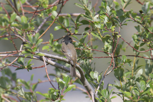 Paju Flycatcher (empidonax trailii) kyydissä lehtipuussa - Valokuva, kuva
