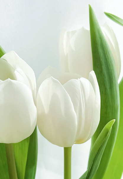 Beyaz lale buketi, güzel çiçek konsepti. - Fotoğraf, Görsel
