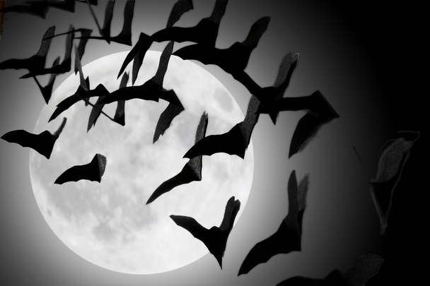Morcegos a tremer
 - Foto, Imagem