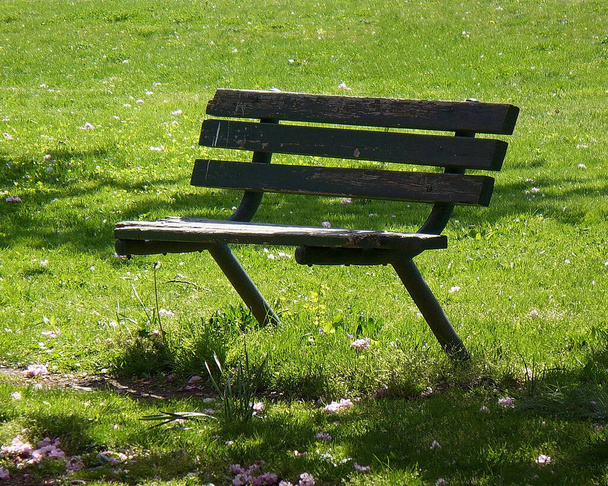 Puste drewniane ławki w parku miejskim - Zdjęcie, obraz