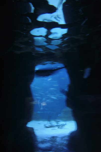 Sea life in an aquarium - Foto, Bild