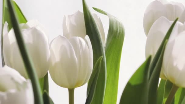 Bouquet of white tulips, beautiful flowers concept - Footage, Video