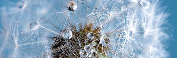 Beautiful dew drops on a dandelion seed macro. - Photo, Image