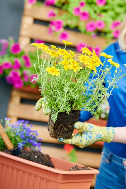 giardiniere femminile piantare fiori in vaso a casa. Floricoltura - Foto, immagini