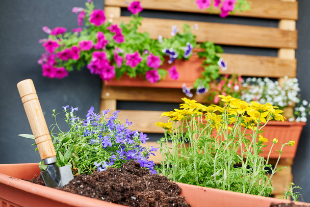 Jardinería de flores de primavera. Concepto de plantar flores en maceta en casa. Floricultura - Foto, imagen
