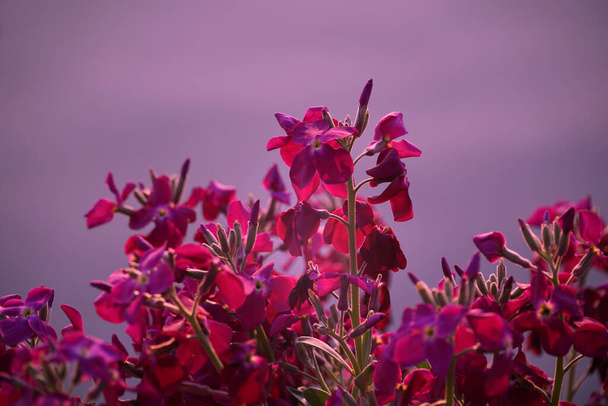 Escena romántica de florecientes brotes rosados de una planta rosa floreciente sobre un fondo púrpura claro - Foto, imagen