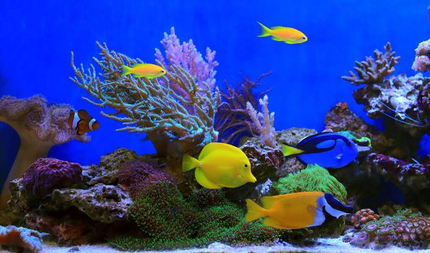 Beautiful symbiosis of group of fishes in coral reef aquarium tank - Photo, Image
