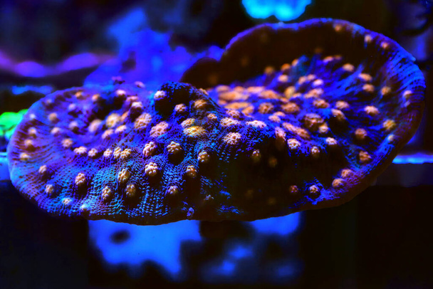 Amazing photography on Chalice large polyps stony coral - Фото, изображение