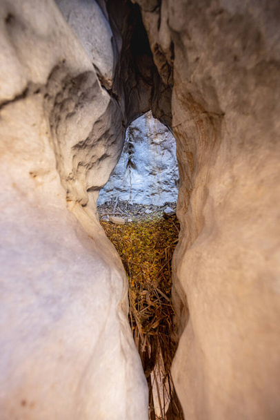 Anida a través de una roca en Ernst Tinaja en el Parque Nacional Big Bend - Foto, Imagen