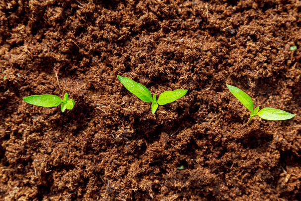 Tres pimientos pequeños crecen en turba. Pequeñas plántulas de pimienta se cultivan en un invernadero, vista superior. Plántulas verdes saludables. - Foto, Imagen