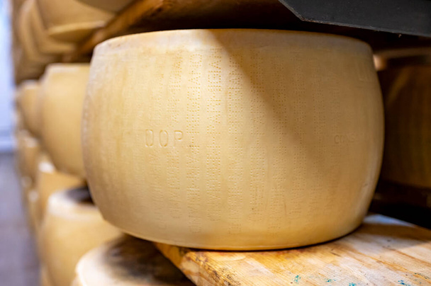 Процесс изготовления пармиджано-Реджано пармезан твердого сыра на малой сырной ферме в Парме, Италия, заводская комната для выдержки сырных колес до 5 лет - Фото, изображение