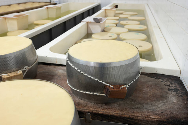 Processo de fabricação de queijo parmigiano-reggiano parmesão duro em pequena fazenda de queijo em Parma, Itália, fivelas de aço inoxidável com rodas de queijo em sala de salga com banhos de salmoura para absorver sal - Foto, Imagem