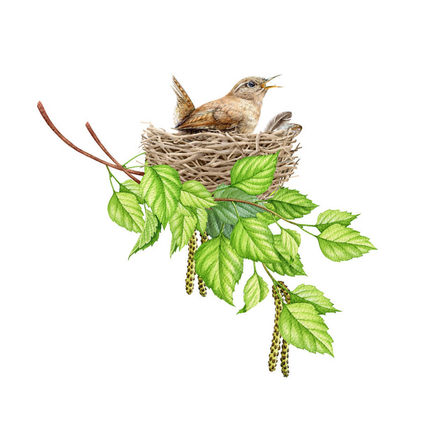 Pájaro Wren en el nido en ramas de abedul. Ilustración en acuarela. Elemento realista de la naturaleza de primavera dibujado a mano. Bosque y jardín pequeño pájaro cantor incuba un embrague en el nido - Foto, imagen