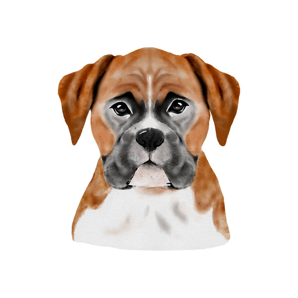 Boxer pour chien aquarelle peinture. Adorable chiot isolé sur fond blanc. Illustration vectorielle réaliste de portrait mignon de chien. - Vecteur, image
