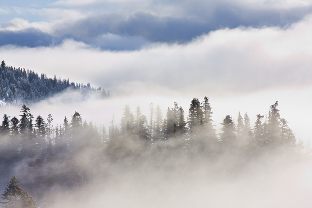 Εμπνευσμένη εικόνες από πεύκα που καλύπτονται στην ομίχλη - Φωτογραφία, εικόνα