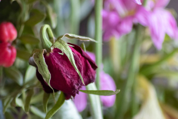 Увядающие цветы в красно-фиолетовых и лавандовых тонах демонстрируют хрупкость жизни и мгновенность жизни человека с умирающими цветами с висящими лепестками в макро-крупном плане в гнилой цветочной вазе - Фото, изображение