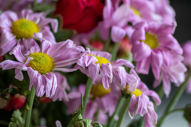 Welkende Blüten in Rotviolett- und Lavendeltönen zeigen die Zerbrechlichkeit des Lebens und die Vergänglichkeit des Menschen mit sterbenden Blüten mit hängenden Blütenblättern in Makro-Nahaufnahme in morscher Blumenvase - Foto, Bild